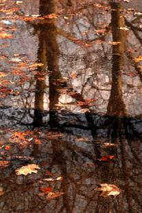 Leaves and Trees Reflection Photo